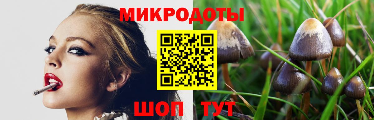 Галлюциногенные грибы Psilocybe Калининград